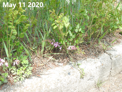 Indigofera kirilowii