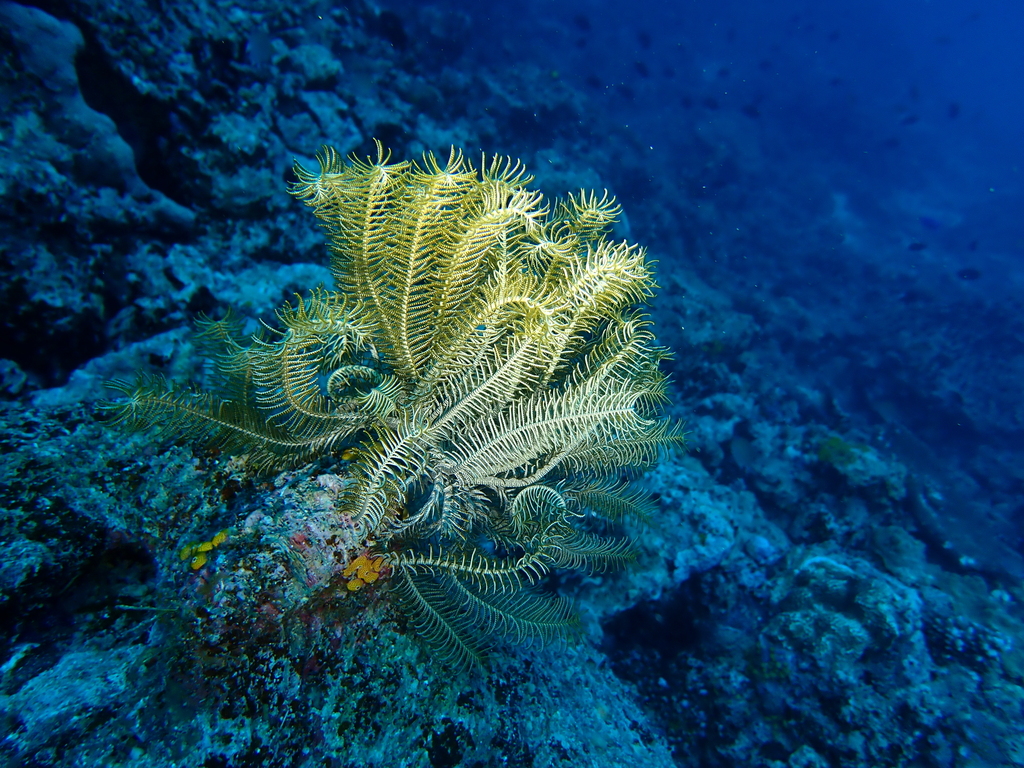 Extraordinary Feather Star