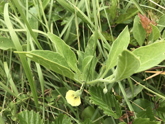 Physalis cinerascens spathulifolia