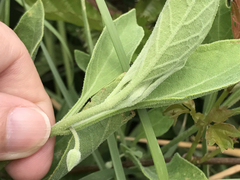 Physalis cinerascens spathulifolia