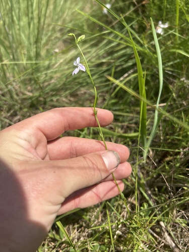 Lobelia nuttallii, photograph 3