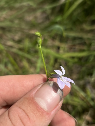 Lobelia nuttallii, photograph 4