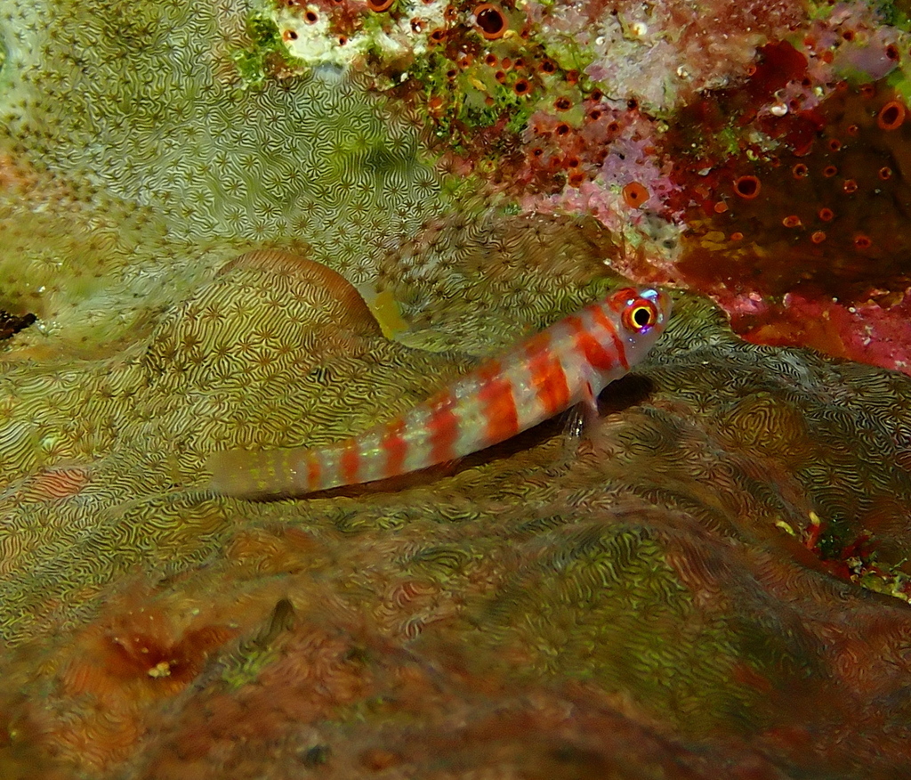 Candycane Dwarfgoby