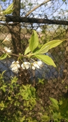 Prunus americana