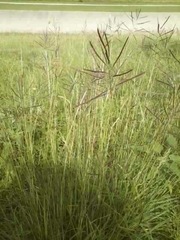 Bothriochloa bladhii
