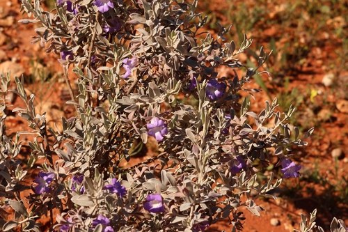 Eremophila bowmanii, 2026-07-26
