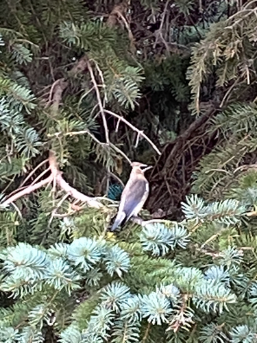 Cedar Waxwing