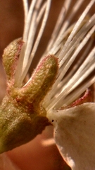 Prunus americana