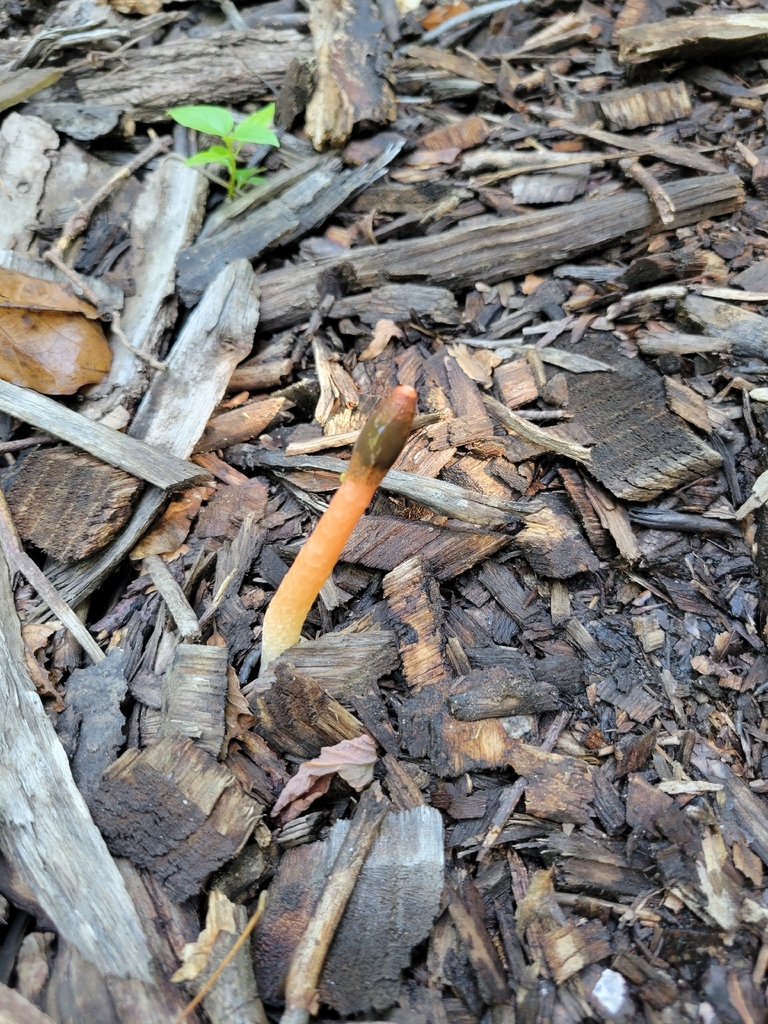 Wrinkly Stinkhorn · August 2026 · photo: Photo: no rights reserved · iNaturalist