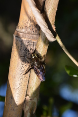 Xylocopa artifex