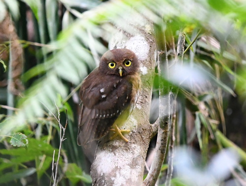 Ninox philippensis observed 2026-08-19