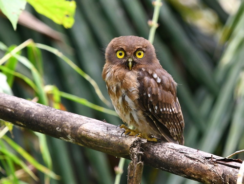 Ninox philippensis observed 2026-08-19