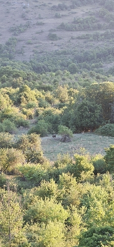 Marsican Brown Bear