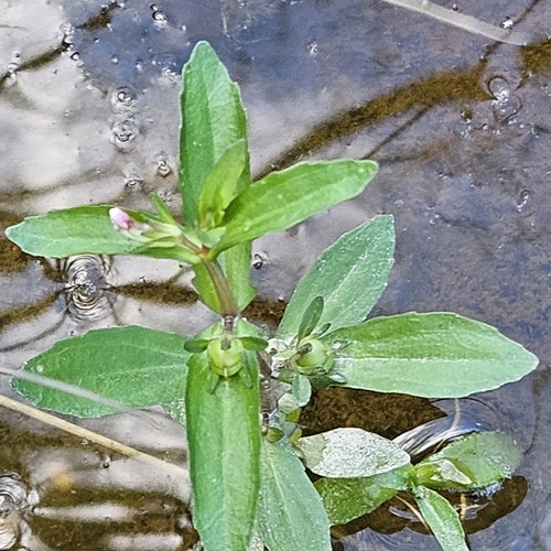 Gratiola virginiana, photograph 2