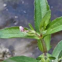 Gratiola virginiana, photograph (c) Christopher Evans, some rights reserved (CC BY)