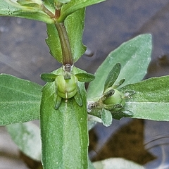 Gratiola virginiana, photograph (c) Christopher Evans, some rights reserved (CC BY)