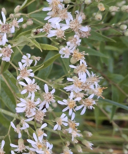 flat-top white aster