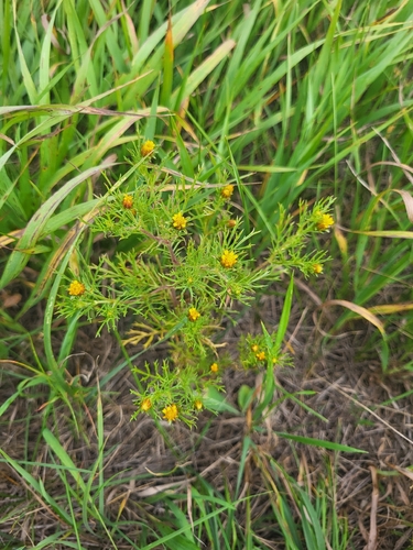 Fetid marigold