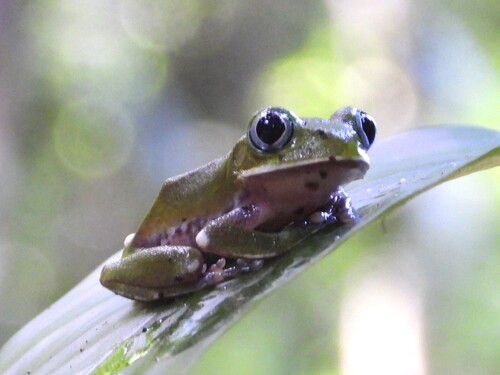 Kisenyi Forest Tree Frog, Leptopelis kivuensis