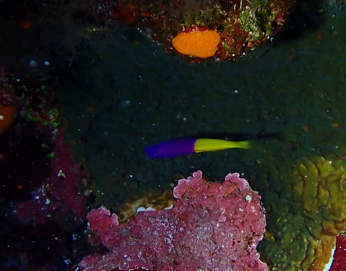 Bicoloured Dottyback