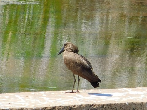 Hamerkop