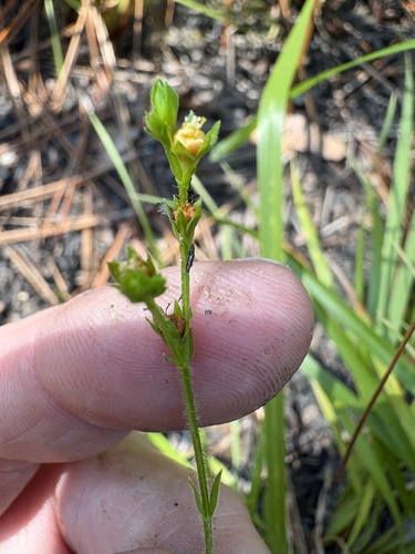 Hypericum setosum, photograph 1