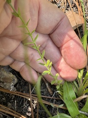 Hypericum setosum, photograph author not stated, no rights reserved