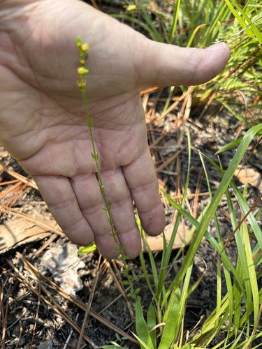 Hypericum setosum, photograph 3