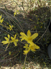 Moraea lewisiae secunda