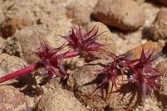 Chorizanthe polygonoides longispina