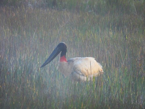 Jabiru