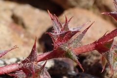 Chorizanthe polygonoides longispina