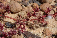 Chorizanthe polygonoides longispina
