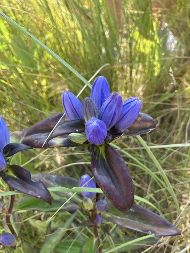 closed bottle gentian