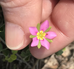 Sabatia arenicola