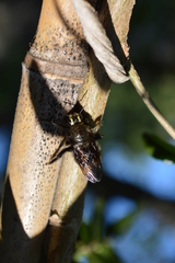 Xylocopa artifex