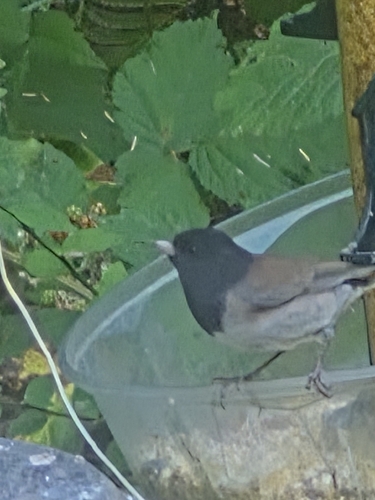 Dark-eyed Junco
