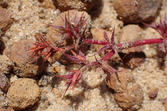 Chorizanthe polygonoides longispina