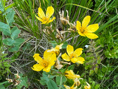 Hypericum richeri