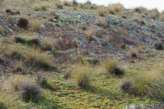 Cymbopogon ambiguus, photograph (c) Kym Nicolson, some rights reserved (CC BY)
