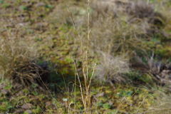 Cymbopogon ambiguus, photograph (c) Kym Nicolson, some rights reserved (CC BY)
