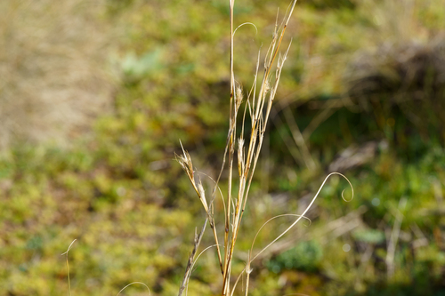 Cymbopogon ambiguus, photograph 5