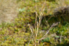 Cymbopogon ambiguus, photograph (c) Kym Nicolson, some rights reserved (CC BY)