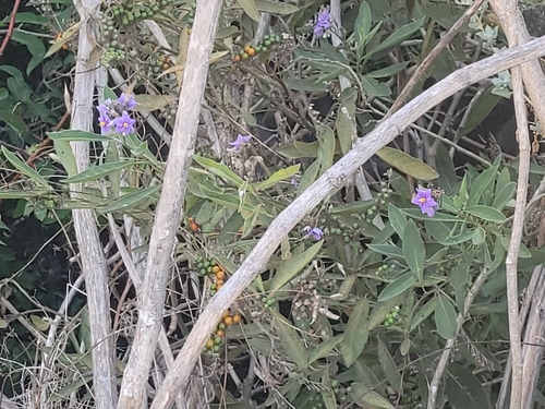 Solanum lanceolatum, photograph 4