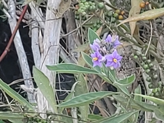 Solanum lanceolatum, photograph author not stated, no rights reserved