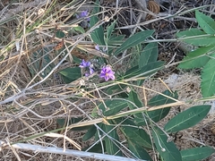 Solanum lanceolatum, photograph author not stated, no rights reserved