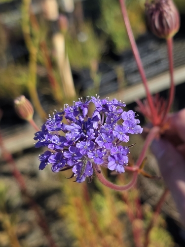Trachymene coerulea observed 2026-08-25