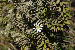 Olearia pimeleoides, photograph (c) Kym Nicolson, some rights reserved (CC BY)