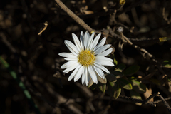Olearia pimeleoides, photograph (c) Kym Nicolson, some rights reserved (CC BY)