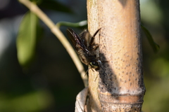 Xylocopa artifex